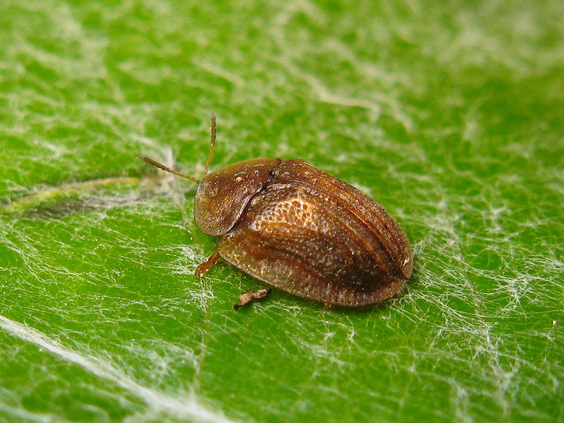 Chrysomelidae: Hypocassida subferruginea